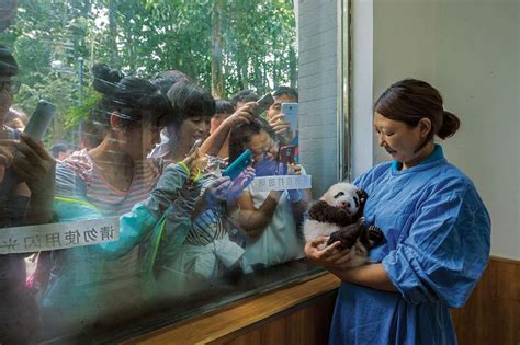 Rosario trifiletti, a pediatric neurologist, is the world's foremost authority of pandas/pans. คืนแพนด้าสู่ธรรมชาติ หนทางรอดจากการสูญพันธุ์!
