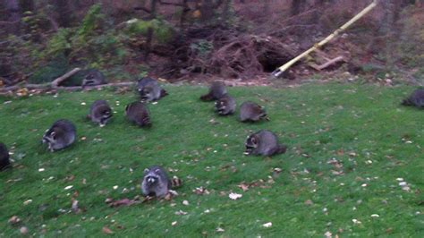 About 20 Raccoons In The Backyard ‎november ‎4 ‎2014 Youtube
