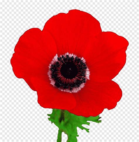 Anemone coronaria in israel‎ (1 c, 158 f). Anemone Coronaria Israel : Anemone Coronaria Beit Jann ...