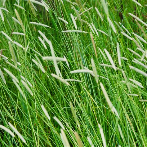Timothy Bunch Grass Seed