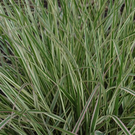 Variegated Reed Grass Indy Plants