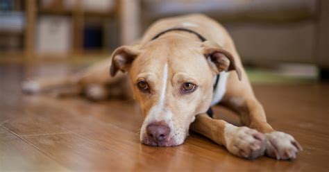 What causes separation anxiety in puppies and dogs? Common Dog Behavior Issues | ASPCA