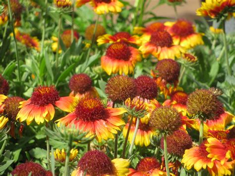 Uieke 10 pcs dandelion artificial flowers white flowers fake plants flower bouquet plastic flowers for home diy decoration wedding decor. starr-120613-9626-Gaillardia_aristata-flowers-Home_Depot_N ...