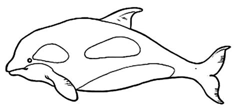 This sea creature beluga whale printable is an excellent option to enjoy more time with your toddlers. Picture of Killer Whale Coloring Page | coloringkids.org ...
