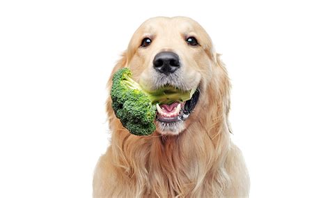 Can Dogs Eat Broccoli Health Benefits And Safety Guide Buddydoc