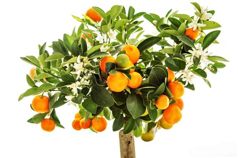 The 10 Best Container Fruit Trees For Your Patio