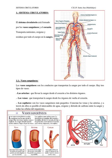 Sistema Oseo Y Circulatorio By Nenuya Issuu Vrogue