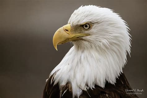 Bald Eagle Head Profile Photograph By Edward Marsh