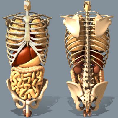 The rib cage consists of 24 ribs, 12 on either side, and it shields the organs of the chest, including at the back, they are attached to the spine. The Body Blog: Guts and Glory