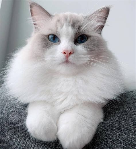 The Allure And E Of Ragdoll Cats You Wo T Be Able To Take Your