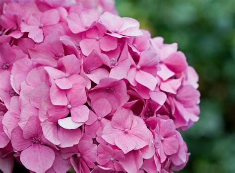 Large white flowers turn vivid pink! Hydrangea Flowers Pink Free Stock Photo - Public Domain ...