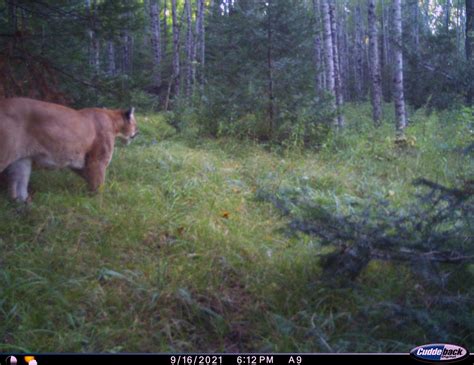 Dnr Confirms Cougar Sighting In Upper Peninsula 10th So Far In 2021