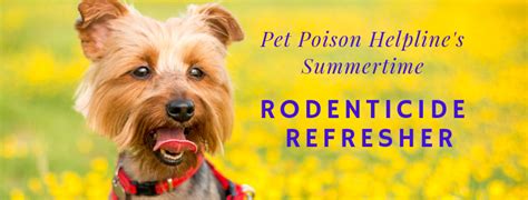 Rodenticide Refresher For Veterinary Professionals Pet Poison Helpline