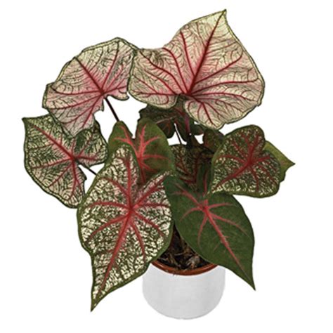 Maybe you would like to learn more about one of these? Caladium Indoors (Caladium bicolor) | Pick Ontario