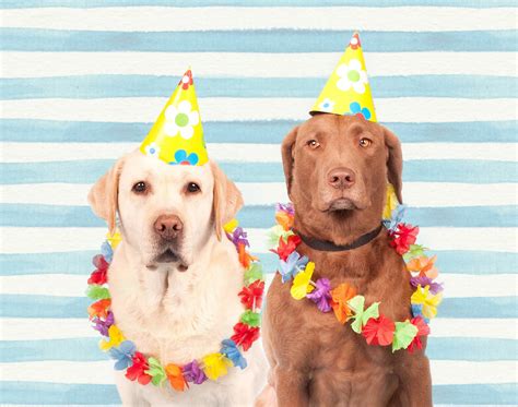 Dog Birthday Hat Uk According To Science 1 Dog Year Does Not