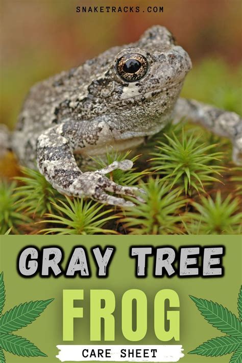 Gray Tree Frog Hyla Versicolor And Hyla Chrysoscelis Care Sheet