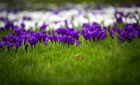Spring Flower Crocuses Free Stock Photo Public Domain Pictures