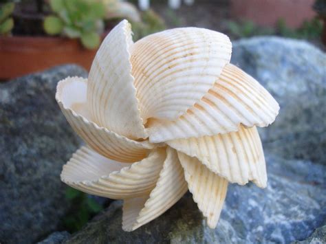 Mexican Arc Seashell Sculpture Beach Crafts Seashell Crafts Sea Crafts