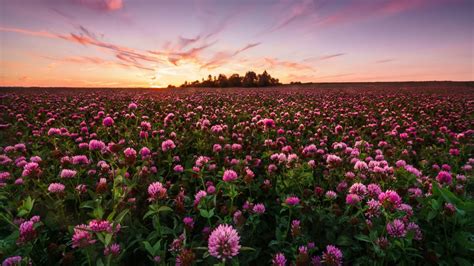 Download 1366x768 Pink Flower Field Sunset Scenery Leaves Plants