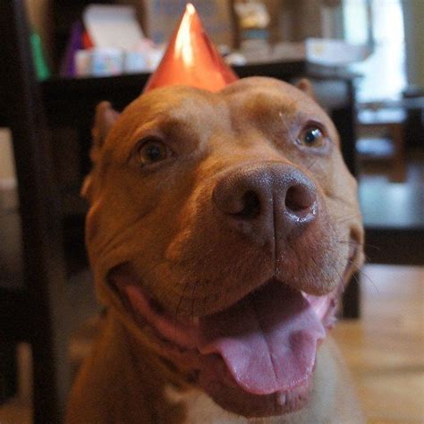 19 Smiling Pit Bulls Who Are Really Really Really Happy The Dodo