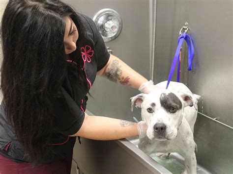 careers-shelter-operations-grooming-10032016 | Animal League