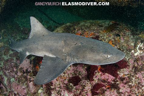 Spotted Gully Shark Information And Pictures Of The Sharptooth Houndshark
