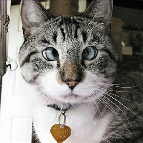 Meet Spangles The Cross Eyed Cat Spangles Cross Cat Flickr