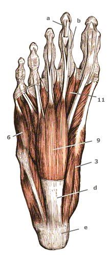 Unsere anatomie bilder sehen nicht nur atemberaubend aus. Fußmuskulatur - Fußmuskeln - Muskeln am Fuß - Bilder ...