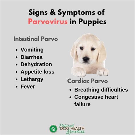Parvo In Puppies Symptoms Treatment And Prevention