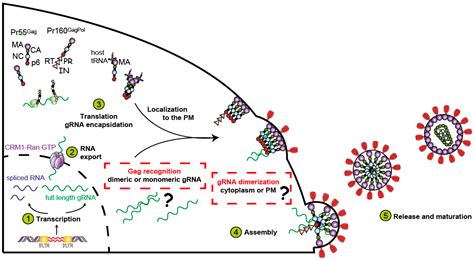 Viruses Free Full Text The Life Cycle Of The Hiv Gagrna Complex