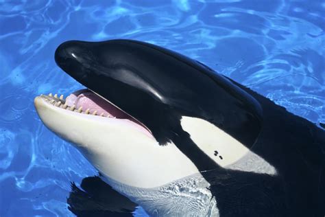 A Close Up Of A Killer Whales Mouth Photograph By Derrick Neill