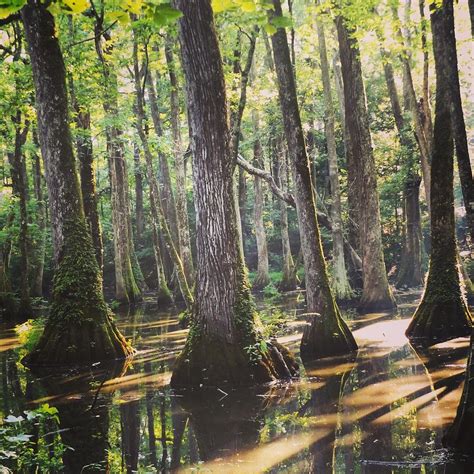 Mississippi Swamp Photograph By Jim Ferguson Fine Art America