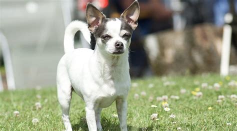 Jack Russell Terrier Chihuahua Mix Jack Chi Breed Info Facts And More