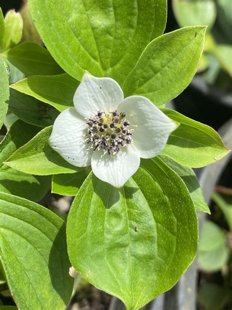 Cornus Canadensis Bunchberry Dogwood Plantas Nativa Llc Online