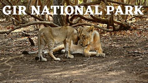 Gir Forest National Park Safari What Is The Best Time To Visit Gir