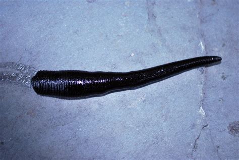 Leech This A Freshwater Leech At Ballyallia Lake County C Flickr