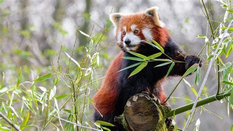 Animal Red Panda 4k Hd Wallpapers Hd Wallpapers Id 32703