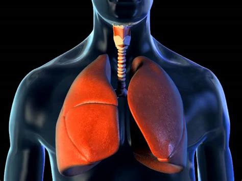 3d Animation Of The Lungs Breathing