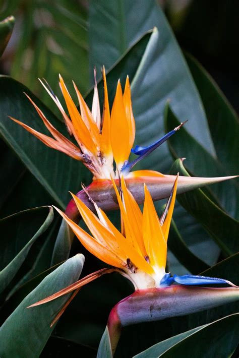 Fine Gardning Bird Of Paradise Beauty