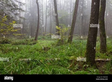 Dry Deciduous Forest High Resolution Stock Photography And Images Alamy