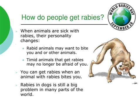 Ppt Learning To Make Rabies History Powerpoint Presentation Free Download Id3045963