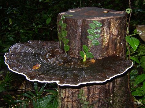 Rainforest Fungi By Letaba Redbubble