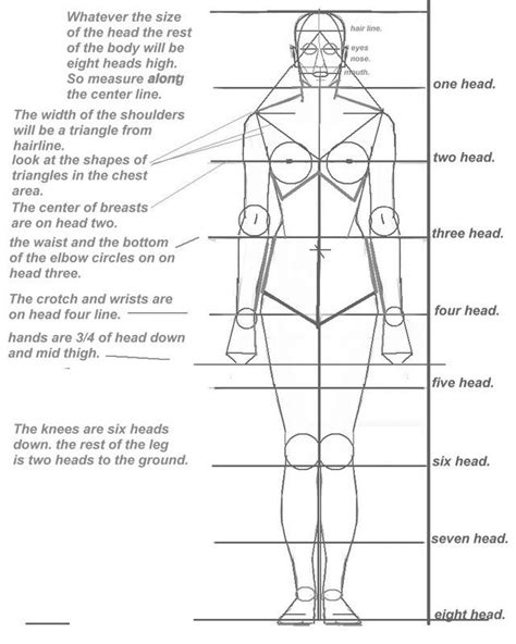Basic Human Proportion Sheet Insan Figürleri Anatomi Insan çizimleri