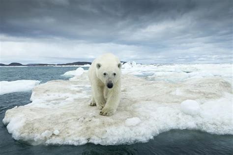 Polar Bear On Hudson Bay Pack Ice Nunavut Canada Photographic Print