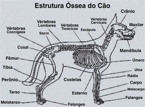 Anatomia Estrutura Óssea Do Cão Medicina Veterinária