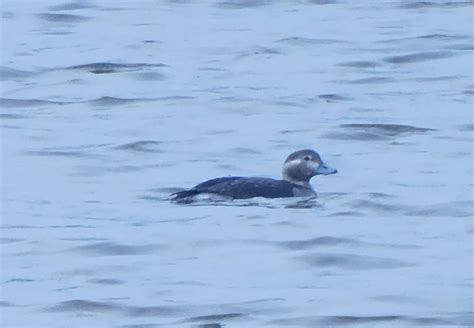 Long Tailed Duck By Michael Lawrence Birdguides