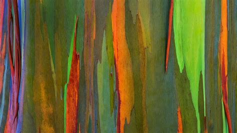 Bing Fotos Bark Of A Rainbow Eucalyptus Tree Maui Hawaii © Daryl