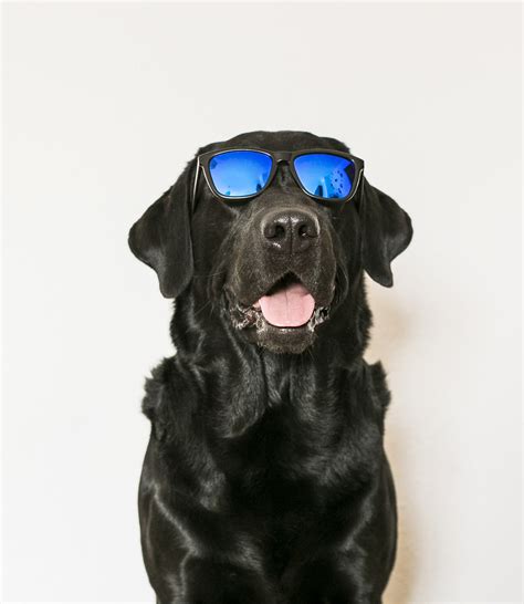 Are you searching for best movie character names for dogs?whether you have male or female puppy, movie lover always want cool name for their dog. 180 Awesome Dog Names From Movies - From Characters To Actors