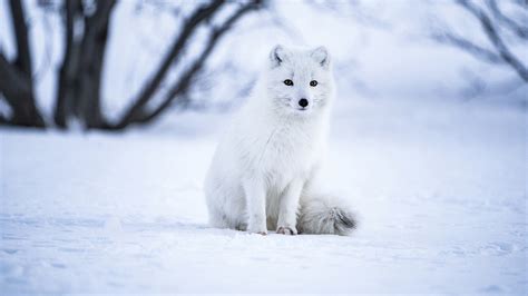 Arctic Fox Is Sitting On Snow Hd Animals Wallpapers Hd Wallpapers