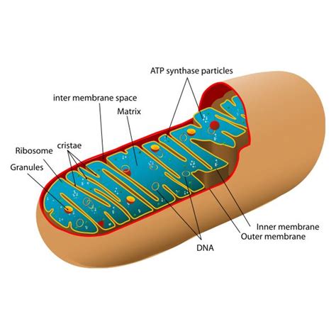 Cellular respiration occurs in mitochondria on both animal and plant cells. Who Discovered the Mitochondria? Many Scientists Were ...